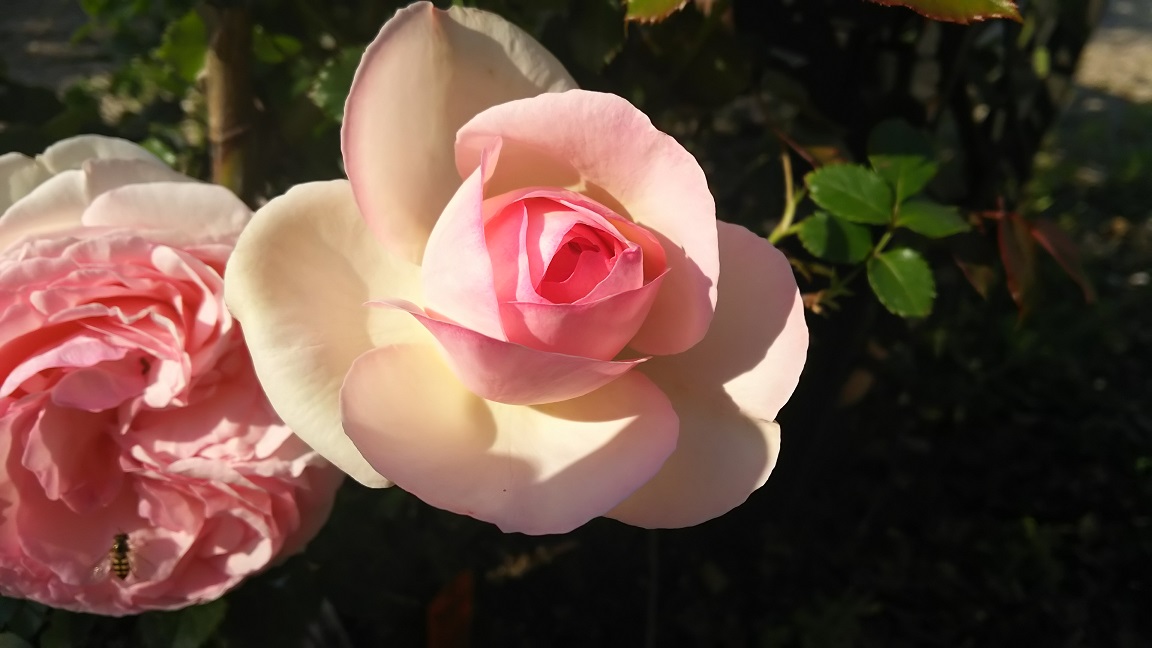 ファイル 950-2.jpg