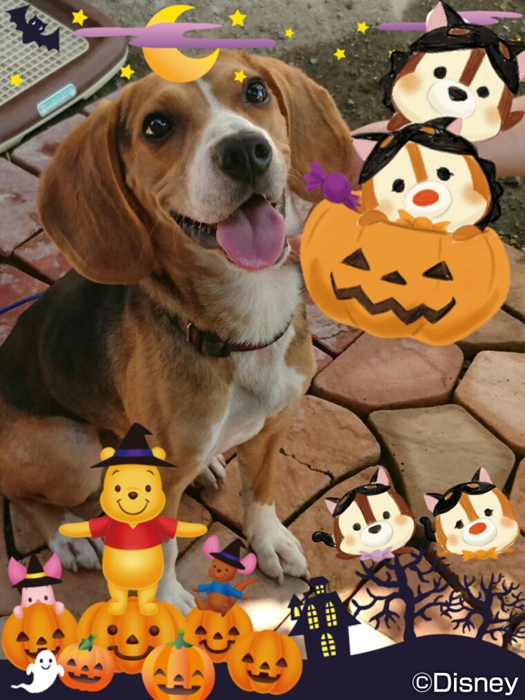 ファイル 995-1.jpg