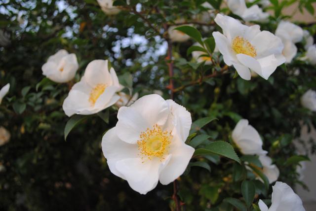 ファイル 19-1.jpg